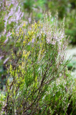 Orman çiçek ve bahar çiçekleri