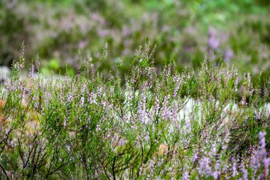 Orman çiçek ve bahar çiçekleri