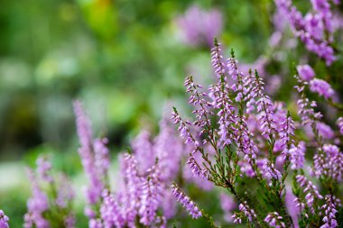 Orman heather çiçek ve bahar çiçekleri