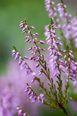 Orman heather çiçek ve bahar çiçekleri