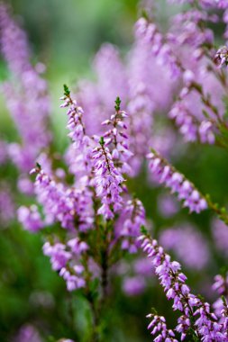 Orman heather çiçek ve bahar çiçekleri