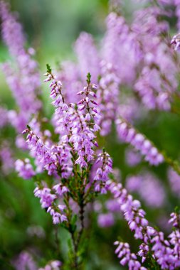 Orman heather çiçek ve bahar çiçekleri