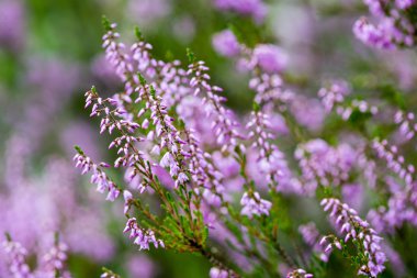 Orman heather çiçek ve bahar çiçekleri