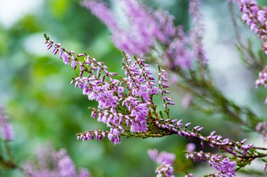 Orman heather çiçek ve bahar çiçekleri