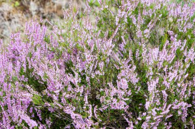 Orman heather çiçek ve bahar çiçekleri