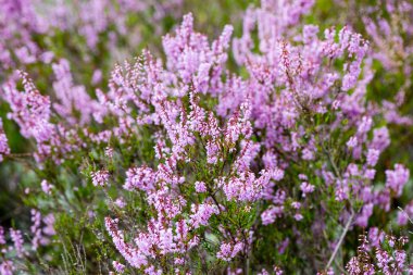 Orman heather çiçek ve bahar çiçekleri
