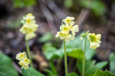 Orman çiçek ve bahar çiçekleri