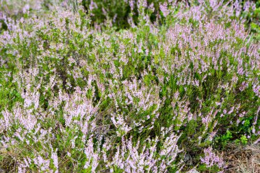 Orman heather çiçek ve bahar çiçekleri