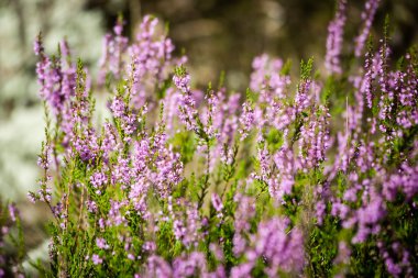 Orman heather çiçek ve bahar çiçekleri