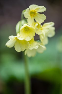 Orman çiçek ve bahar çiçekleri