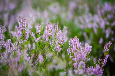Orman heather çiçek ve bahar çiçekleri