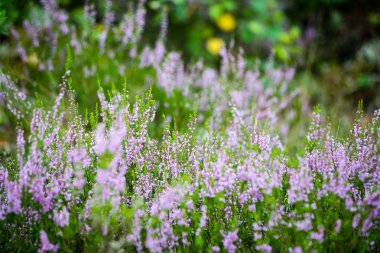 Orman heather çiçek ve bahar çiçekleri