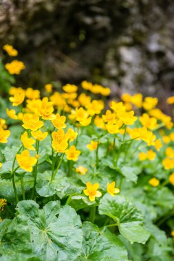 Orman çiçek ve bahar çiçekleri