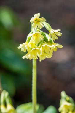 Orman çiçek ve bahar çiçekleri