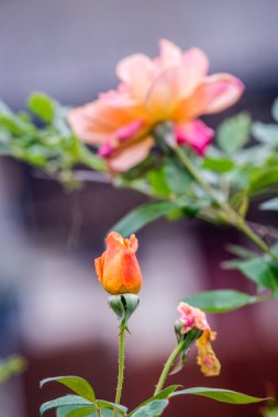 gül çiçek ve bahar çiçekleri