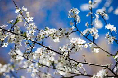 Elma ağacı baharda çiçek açar.
