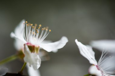 Elma ağacı baharda çiçek açar.