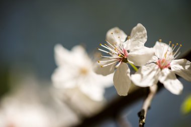 Elma ağacı baharda çiçek açar.