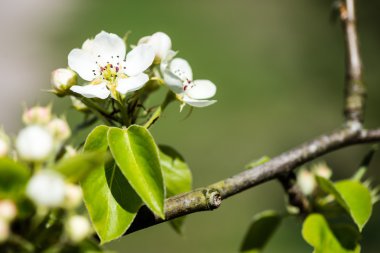 Elma ağacı baharda çiçek açar.