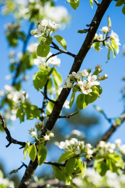 Elma ağacı baharda çiçek açar.