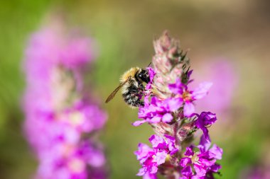 Orman çiçek ve bahar çiçekleri