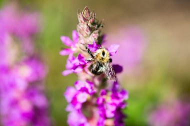 Orman çiçek ve bahar çiçekleri