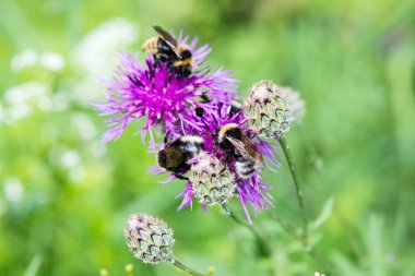 Orman çiçek ve bahar çiçekleri