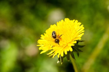 karahindiba çiçek ve bahar çiçekleri