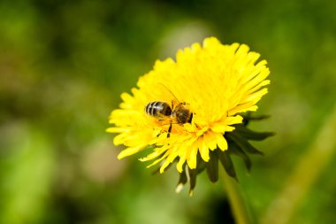 karahindiba çiçek ve bahar çiçekleri