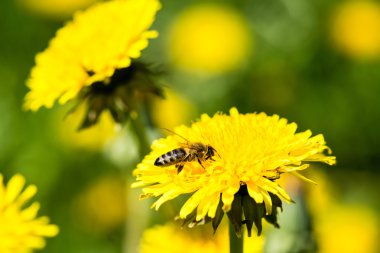 karahindiba çiçek ve bahar çiçekleri