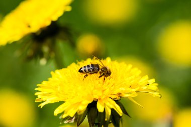 karahindiba çiçek ve bahar çiçekleri