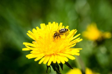 karahindiba çiçek ve bahar çiçekleri