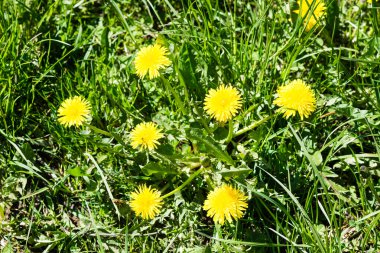 karahindiba çiçek ve bahar çiçekleri