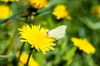karahindiba çiçek ve bahar çiçekleri