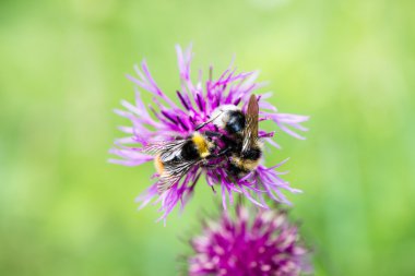 Orman çiçek ve bahar çiçekleri