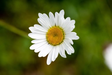 Orman çiçek ve bahar çiçekleri