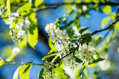 Orman çiçek ve bahar çiçekleri