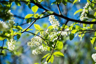 Orman çiçek ve bahar çiçekleri
