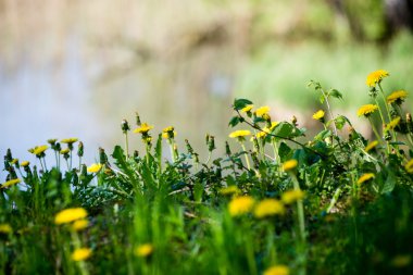 karahindiba çiçek ve bahar çiçekleri