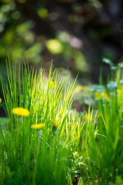 karahindiba çiçek ve bahar çiçekleri