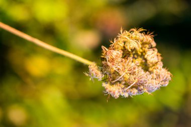 Orman çiçek ve bahar çiçekleri