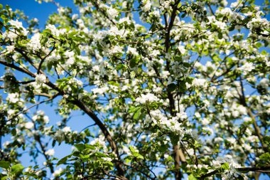 Orman çiçek ve bahar çiçekleri
