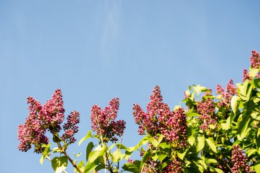 Orman çiçek ve bahar çiçekleri