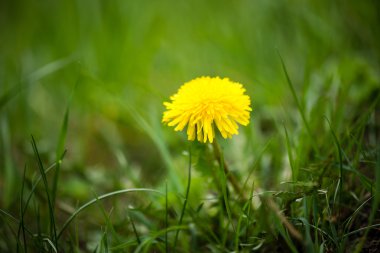 karahindiba çiçek ve bahar çiçekleri