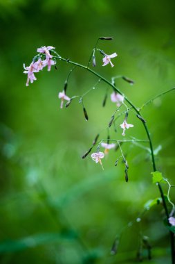 Orman çiçek ve bahar çiçekleri