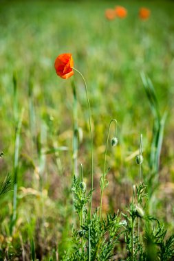 Orman çiçek ve bahar çiçekleri
