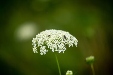 Orman çiçek ve bahar çiçekleri