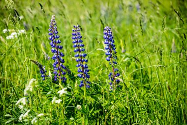 Menekşe orman çiçek ve bahar çiçekleri