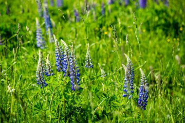 Menekşe orman çiçek ve bahar çiçekleri