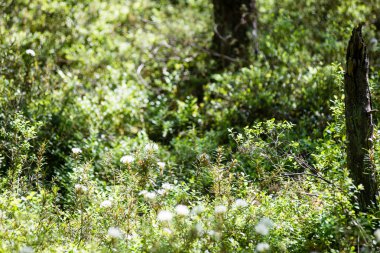 Orman çiçek ve bahar çiçekleri